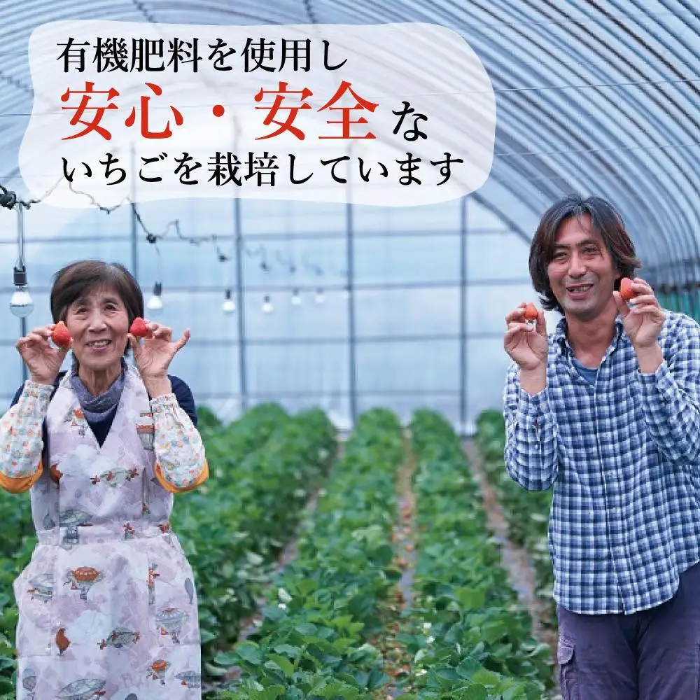 【2027年5月以降順次発送】訳あり加工用あまおういちご バラ詰め福岡県産 たっぷり約1.7kg＜配送不可：北海道、沖縄県、離島＞