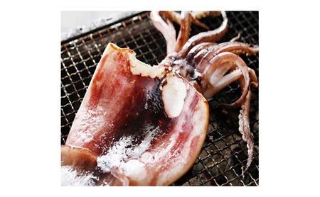 【毎月_定期便 全3回】日本海産柔らか肉厚のスルメイカ一夜干し(大)3枚 全3回　 魚貝類 イカ いか スルメイカ お酒 つまみ 特大 新鮮 保存 冷凍 国産 酒の肴 酒のつまみ myz02 myz10 myz11 myz17
