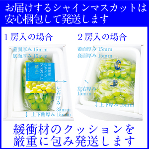 2026年予約受付中【2回定期便】 プレミアムシャインマスカット晴王 1房約700g 岡山県産 シャインマスカット