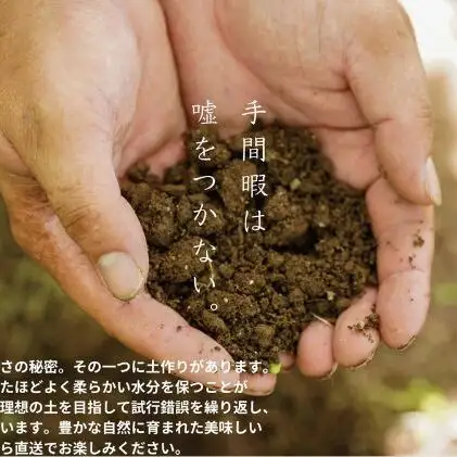 訳ありぶどう 悟紅玉 旧ゴルビー 2～3房 合計1.2kg以上  岡山県産 ぶどう