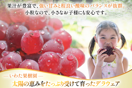 【期間限定発送】 ぶどう デラウェア 5～8房 約 1kg