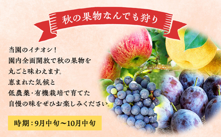 妹尾観光農園 フルーツ狩りチケット1000円 割引 チケット クーポン 利用券 フルーツ 旅行 体験 農園 北海道 仁木町 [フルーツショップ妹尾観光農園]