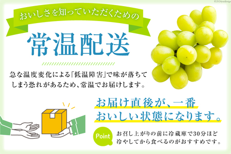【ふるなびWEEK対象】 【2026年発送】先行受付 シャインマスカット 山梨 予約 約 2kg 3～ 4房