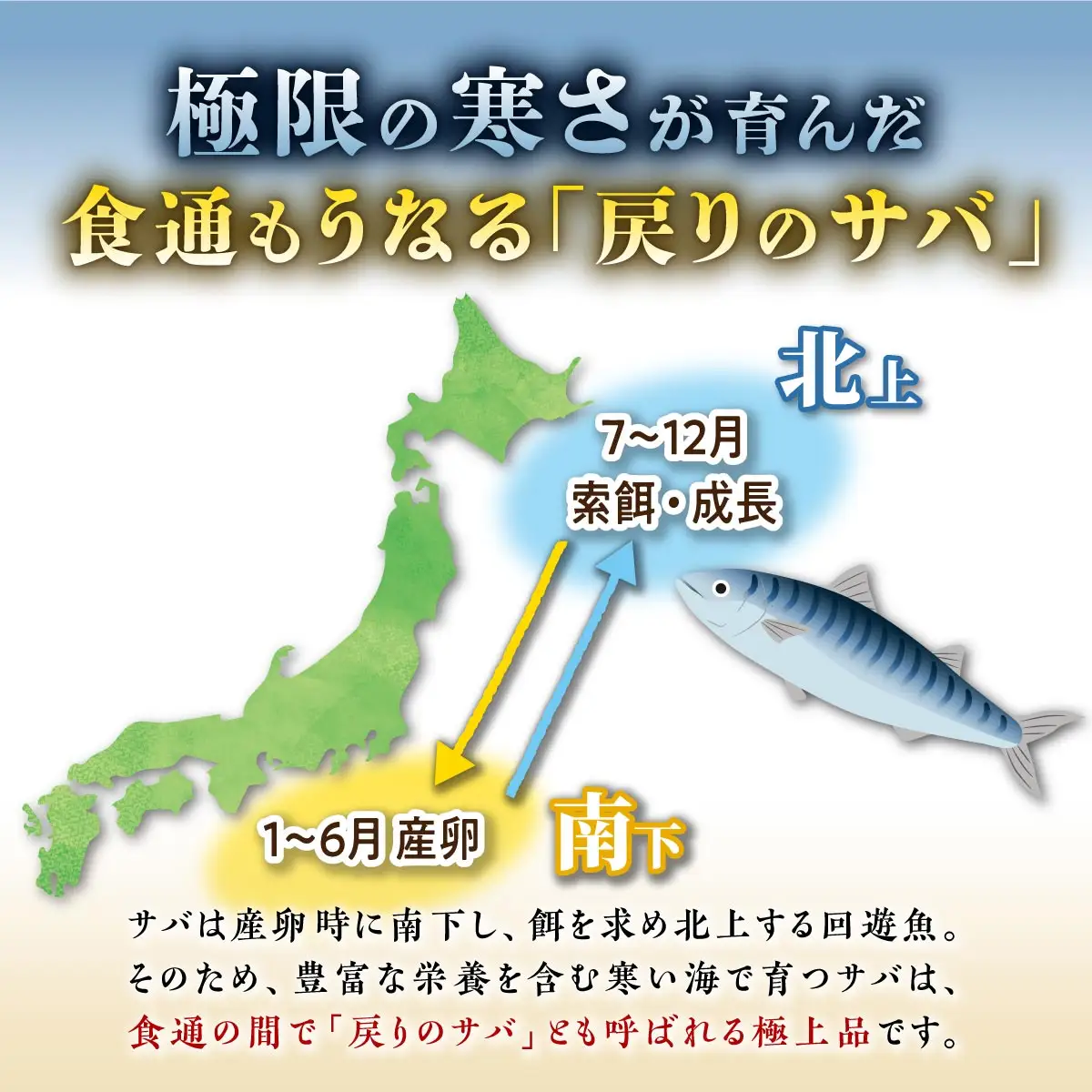 国産 しめ鯖 2枚 北海道 〆鯖 しめさば シメサバ 〆サバ ふるさと納税 魚 ふるさと 鯖 小分け おつまみ 酒の肴 日本酒 酒 魚介 海鮮 冷凍 国産 人気 年末年始 白糠町_A006-1775-30
