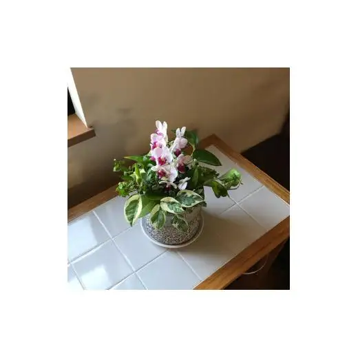 Kanonの「ギャザリング」胡蝶蘭&Greenの寄せ植え / 植物 胡蝶蘭 観葉植物 ギャザリング 送料無料