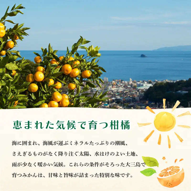 【先行予約】【数量限定】ホリ田ヤ せとか 2.5kg
