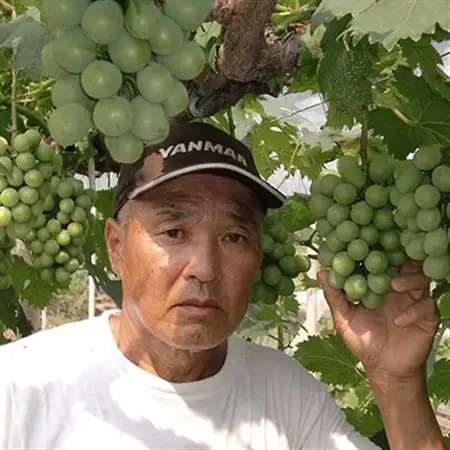 【訳あり】岡山県産シャインマスカット(ご家庭用)約2kg_果物・フルーツ ぶどう・マスカット  ブドウ 葡萄 _【配送不可地域：離島・北海道・沖縄県】【1321280】