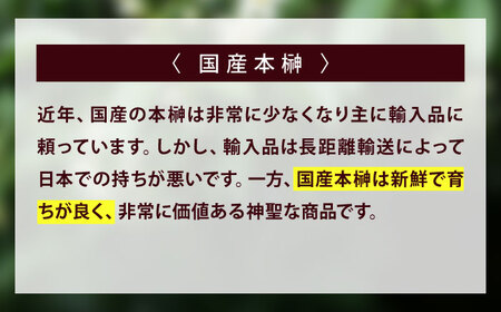 植物 備後・榊（サカキ）切り枝 １束サイズ1セット（2束入り） 広島県福山市/小林商事 本榊 さかき 国産 神棚 枝木 [BAEA010]
