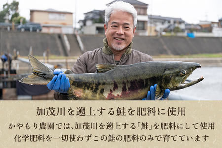 最短3日発送【定期便3回隔月お届け】【令和6年産米】新潟産コシヒカリ「伝ゴールド」真空パック 玄米4kg（2kg×2）かやもり農園
