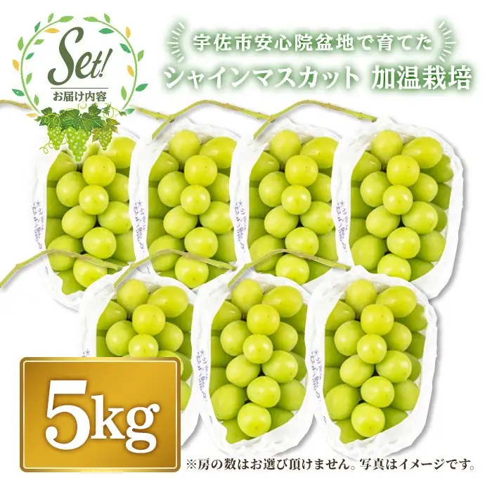 特選シャインマスカット 加温栽培(約5kg)シャインマスカット ぶどう 葡萄 フルーツ 果物 くだもの 果実 ＜先行予約受付中！2026年8月上旬から順次発送予定＞＜北海道、沖縄、離島配送不可＞【106300900】【大分県農業協同組合　北部エリア】