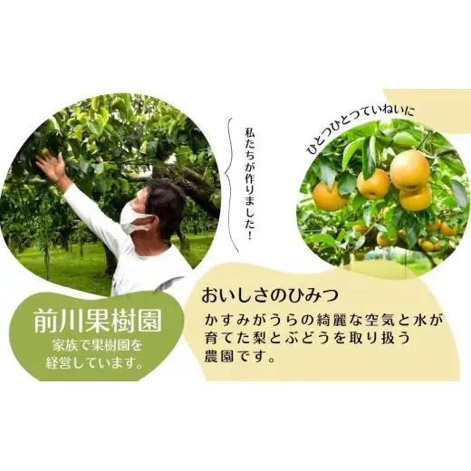 【2026年先行予約】 梨 幸水 5kg （茨城県共通返礼品・かすみがうら市産） ／ 梨 なし 果物 フルーツ 先行予約 幸水 5kg