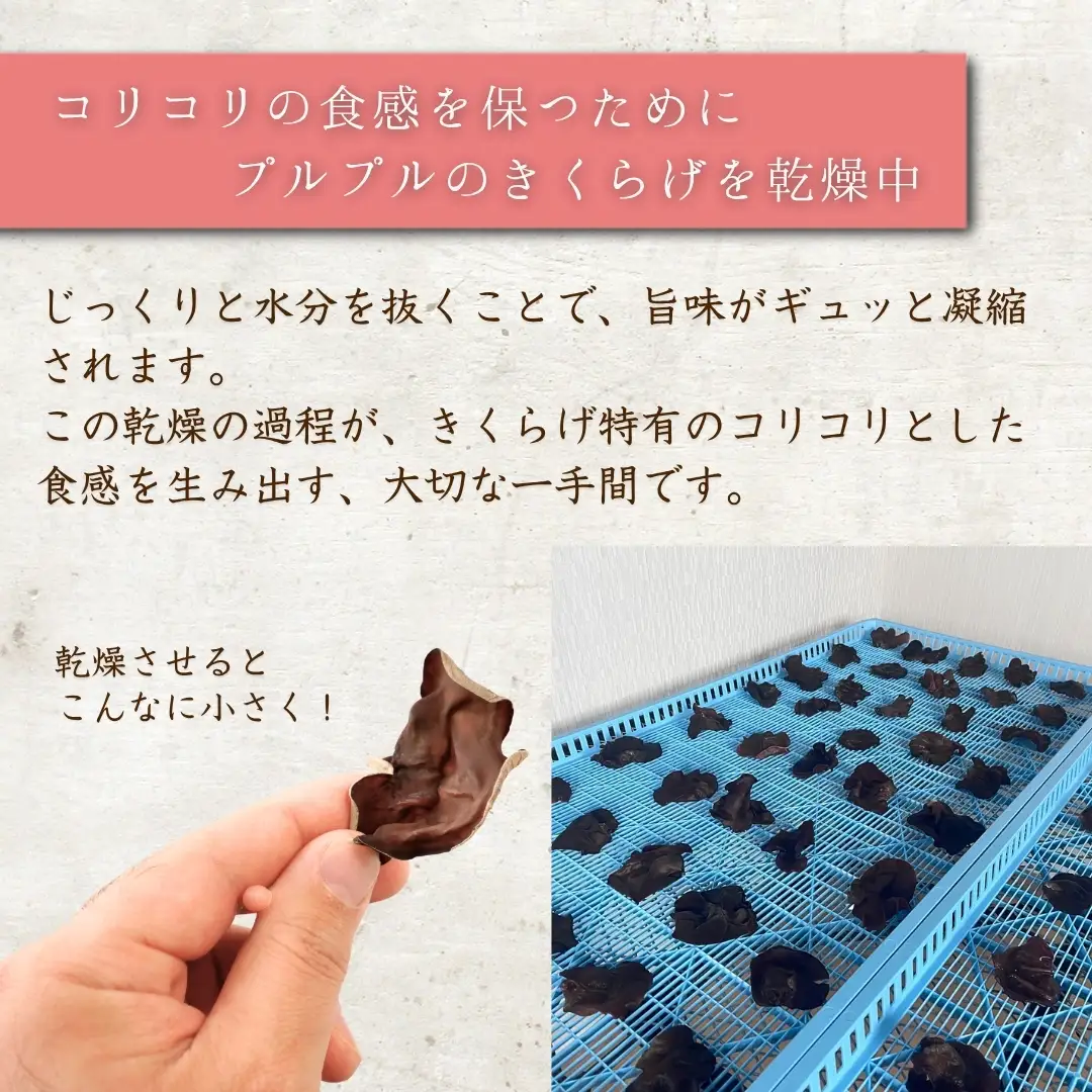 乾燥 きくらげ 特大サイズ
