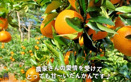 《今が旬！》～世界自然遺産の島から～朝川果樹園さんのたんかん（5kg）　( タンカン フルーツ みかん 果物 柑橘 甘い 徳之島 奄美 鹿児島 もぎたて フレッシュ 世界自然遺産 フルーツアイランド 先行予約 )