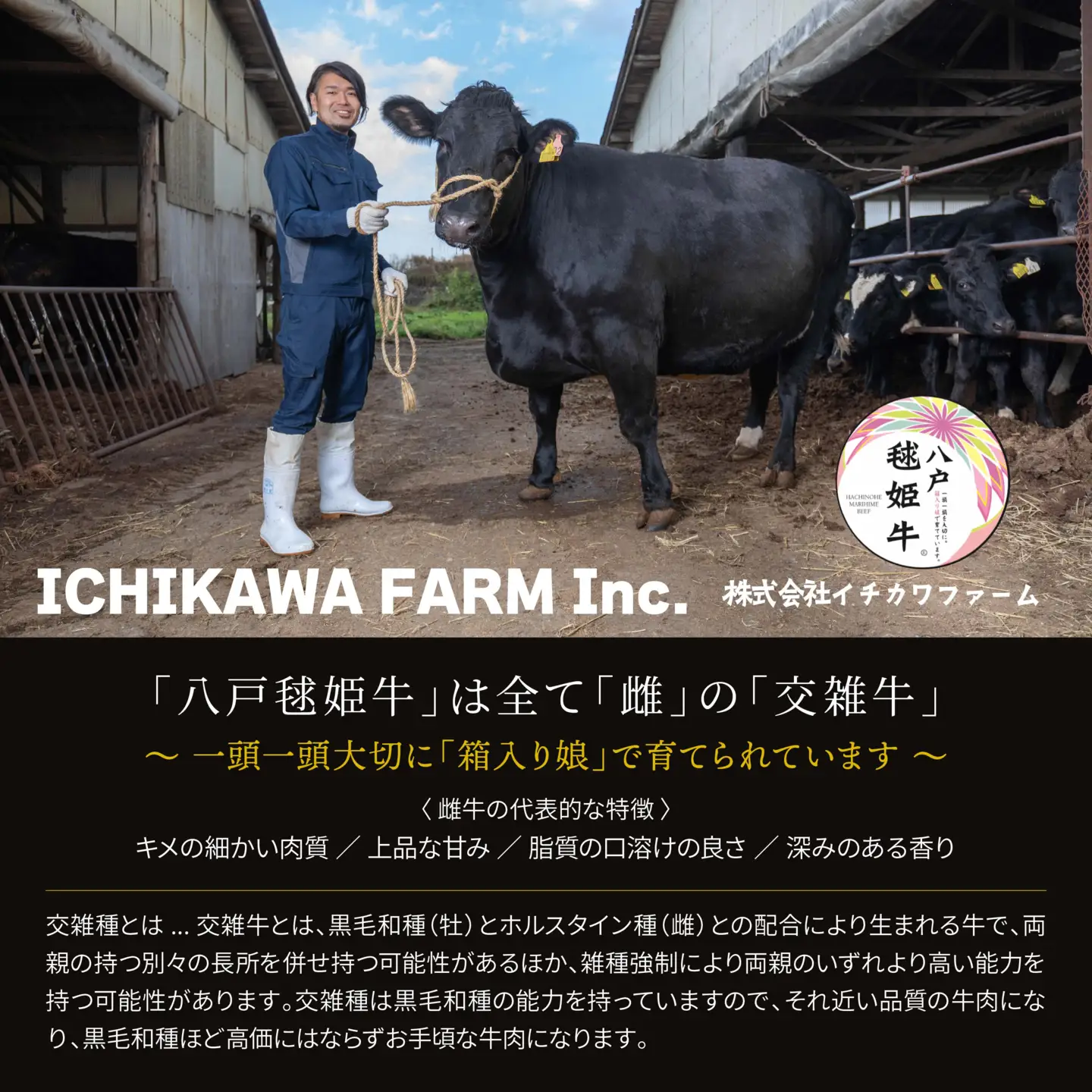 八戸 毬姫牛 切り落とし 700g 牛肉 国産　