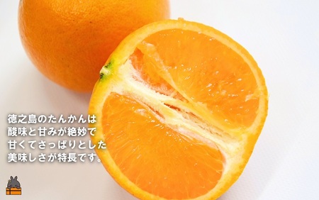 ≪先行予約≫「美味しい！」笑顔になる。是枝農園さんのこだわり たんかん（10キロ） ( フルーツ 果物 柑橘 甘い 徳之島 奄美 鹿児島 もぎたて フレッシュ 世界自然遺産 フルーツアイランド )