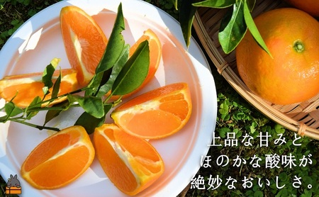 ≪今が旬！≫ねぇ美味しいよ。徳之島 ふくだ果樹園さんのたんかん（5kg） ( タンカン フルーツ みかん 果物 柑橘 福田果樹園 徳之島 奄美 鹿児島 もぎたて フレッシュ 世界自然遺産 先行予約 )