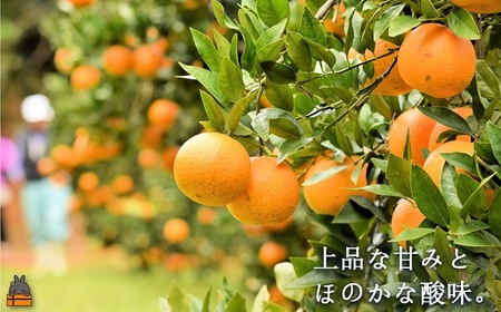 ≪今が旬！≫世界中が笑顔になるね！佐原農園さんのたんかん（3kg） ( タンカン 果物 フルーツ 柑橘 みかん 鹿児島 奄美 徳之島 美味しい 旬 果肉 )
