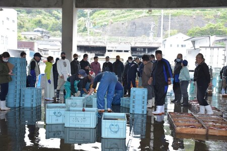 チダイ切り身 骨取 冷凍 鯛 タイ 10切×5パック 白身魚 鮮魚 焼き魚 天ぷら 煮物 北風鮮魚 愛媛県 伊予市 | D40