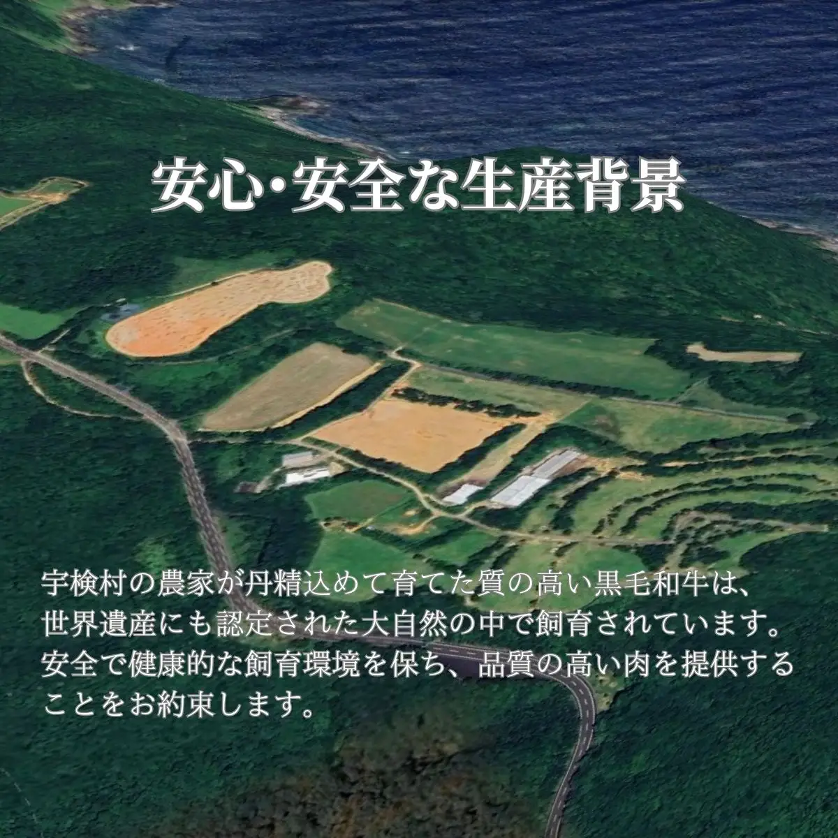 【鹿児島県産 黒毛和牛】 カルビ 400g 【数量限定】大都牛 ブランド 牛 うし 牛肉 ビーフ 奄美大島 宇検村 経産牛