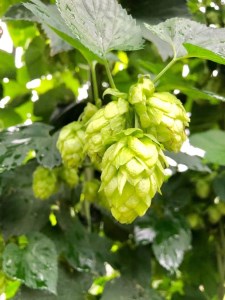クラフトビール 4本セット＜京都・一乗寺ブリュワリー＞ビール 地ビール 京都ビール ビール飲み比べ