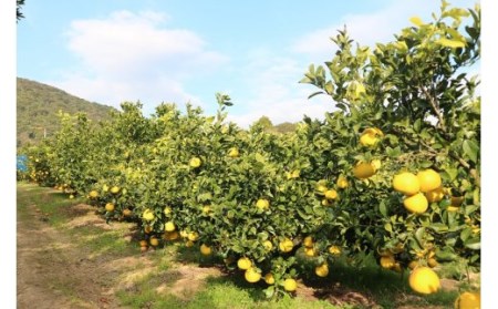 【令和9年3月】＜訳あり＞オレンジ園の土佐文旦10kg 柑橘 フルーツ みかん ザボン ぶんたん 【R01086】