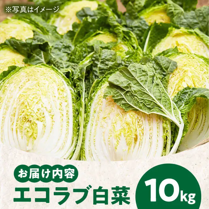 白菜 約10kg 白菜【11月中旬から順次発送】[AGBN049]
