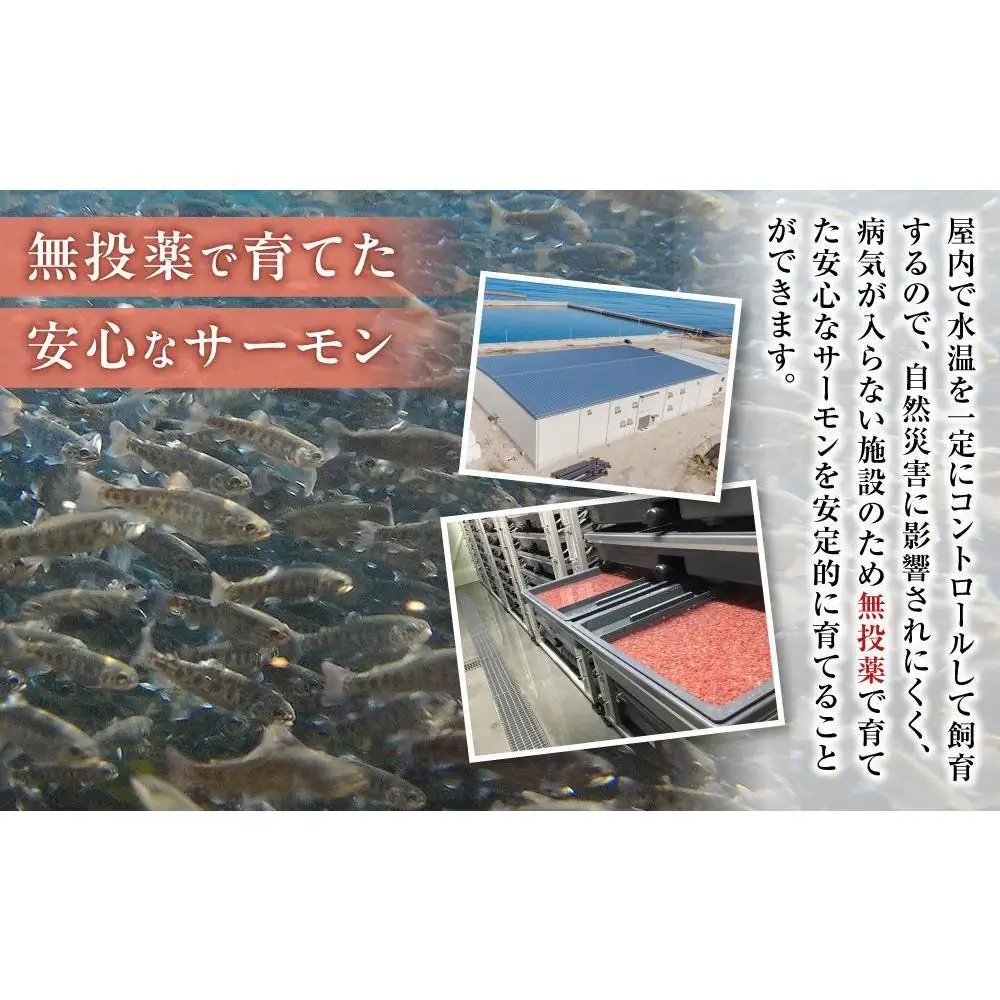 【数量限定】訳あり 国産 とっとり 琴浦 グラン サーモン カマトロ 3kg（1kg×3パック）サーモン