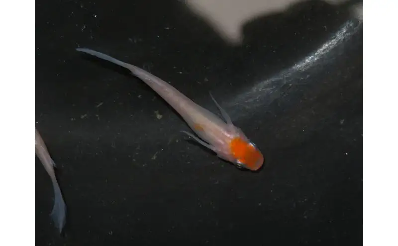 メダカ松井ヒレ長リンカ紅白観賞魚メダカ