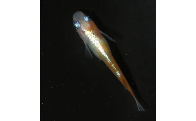 メダカリンカ紅白体外光観賞魚メダカ