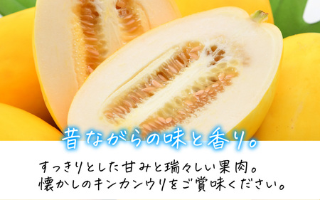 東尋坊キンカンウリ 1.5kg (500g × 3個入) まくわうり 瓜 [A-10242]