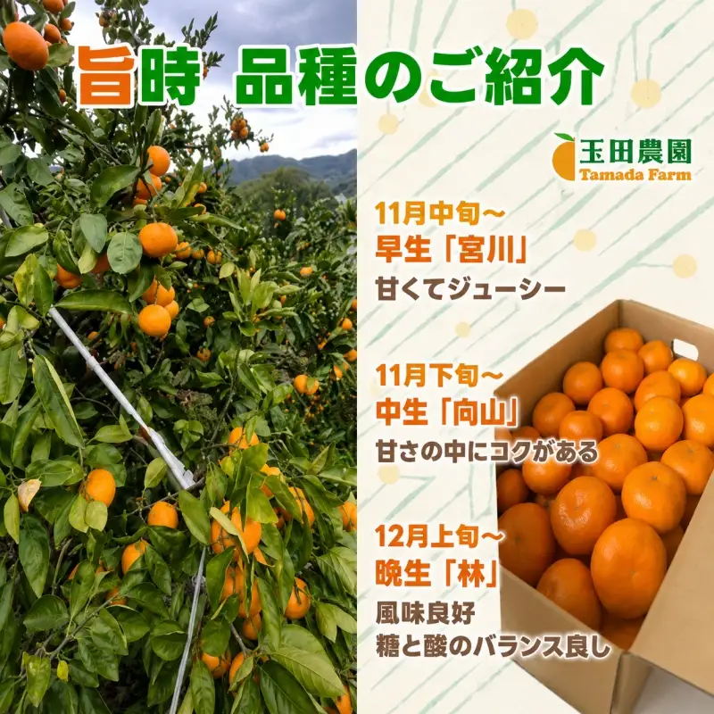 有田 みかん 旨時 体に優しい玉ちゃんみかん 5kg / 温州みかん 有田みかん 甘い 和歌山 柑橘 ※2026年12月初旬～2027年2月中旬に順次発送【tmd004-cu-5A】