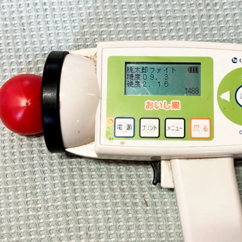【先行予約】完熟トマト しんちゃんトマト 糖度7.0?8.9度 約750g 高知県土佐市 【横山真吾】 [BQCG002]