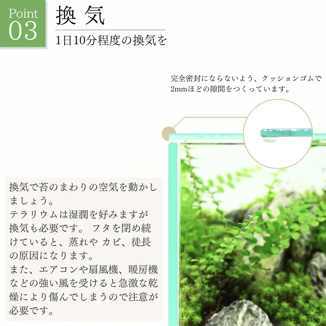 テラリウム 14cm スフィア（苔5種類） 苔リウム 苔テラリウム