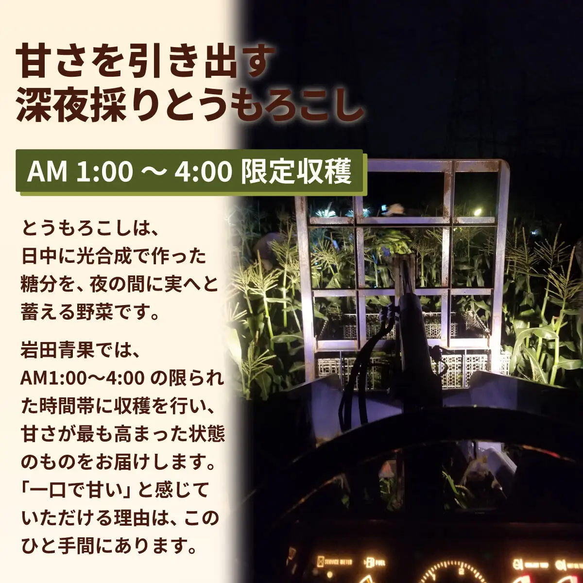 とうもろこし ゴールドラッシュ 3.5kg 茨城県産 トウモロコシ 深夜採り 朝出荷