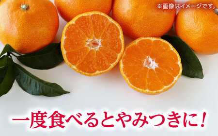 【先行予約】 温州みかん 『青島』 約5kg S~Lサイズ 【奥村果実園】[ZFK005]