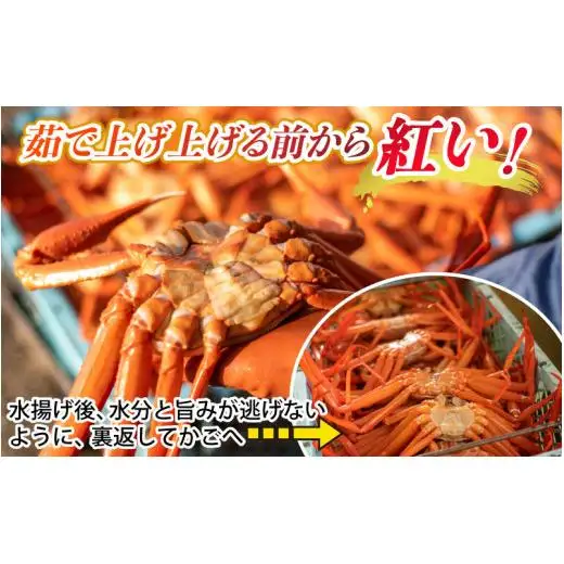 【先行予約】【冷凍】ボイル紅ズワイガニ 【大サイズ】【26年10月以降順次発送】冷凍ボイル紅ズワイガニ 茹で上がり後　700g前後×2杯 