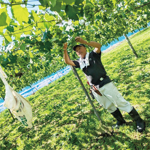 【2026年9月上旬～10月中旬発送】シャインマスカット約２kg（３～５房）【茨城県共通返礼品/石岡市】（MF-7）