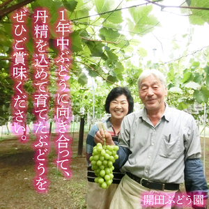 【2026年8月より順次発送】ナガノパープル 約2kg【茨城県共通返礼品/石岡市】(IT-22-1)