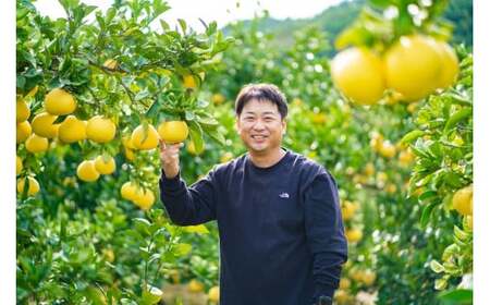 【日本ギフト大賞2024受賞】園主こだわりミニチュア土佐文旦ぶんたん 10kg 32~40玉 〈2027年1月中旬から4月下旬発送〉高知県 土佐市【やの一果彩】[BQAC028]