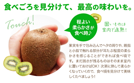キウイ 甘うぃ 約1.5kg 南国フルーツ株式会社【26年度出荷】《10月下旬-11月末頃出荷》福岡県 鞍手町 福岡県産 キウイ フルーツ キウイフルーツ 果物