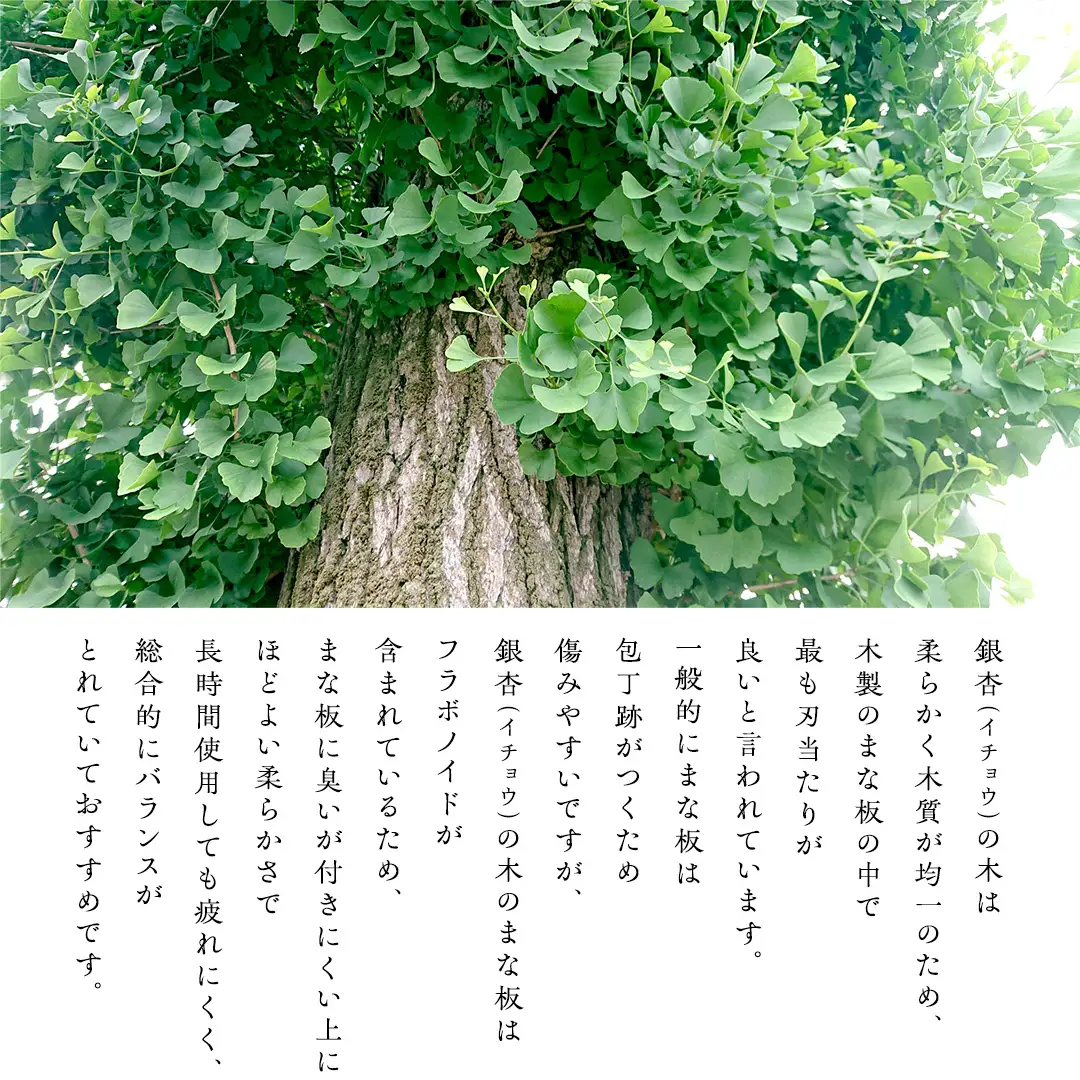 【 数量 限定 】 職人 がつくる 銀杏 の木 の まな板 イチョウ いちょう 木 木製 無垢 料理 キッチン キッチン用品 調理器具 抗菌 台所用品 一人暮らし 新生活 家庭用 雑貨 キッチン雑貨 カッティングボード アウトドア キャンプ 贈り物 贈答 贈答品 ギフト 高級 ハンドメイド 茨城県 桜川市 市村商店 [SC054sa]