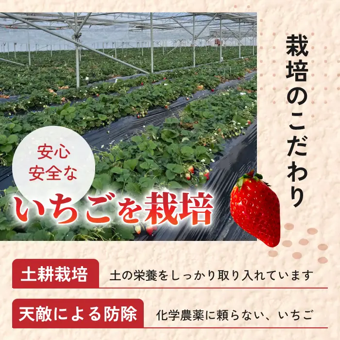 大粒！田口さんのいちご（とちおとめ）2パック（600g）贈答用｜完熟 食べ比べ 苺 イチゴ フルーツ 安心 土耕栽培※2027年1月上旬以降発送予定
