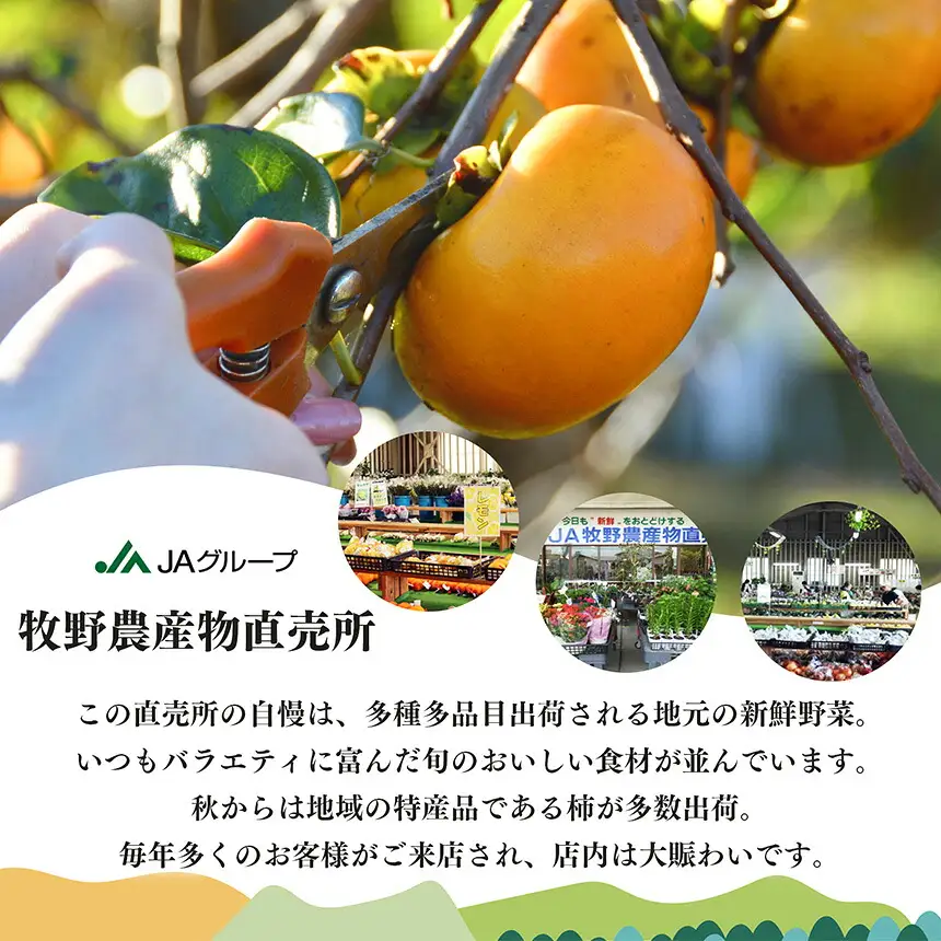 【訳あり】たねなし あわせ柿 Lサイズ 18個入 | 果物 産地直送 国産 自宅用 ギフト 種有り 奈良県 五條市