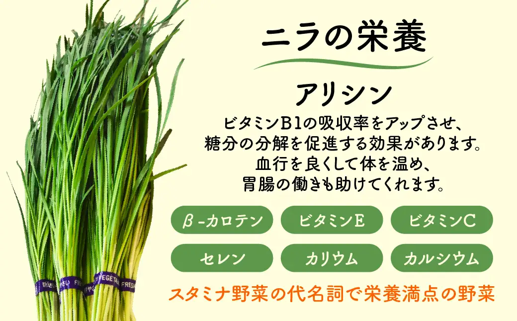 肉厚・シャキシャキ! 朝採れ鮮度抜群! 布施さん家のニラ 1kg(100g×10束)  ふるさと納税 にら ニラ 朝採れ 新鮮 肉厚 シャキシャキ 農家直送 真空包装 鮮度抜群 千葉県 山武市 SMBY001