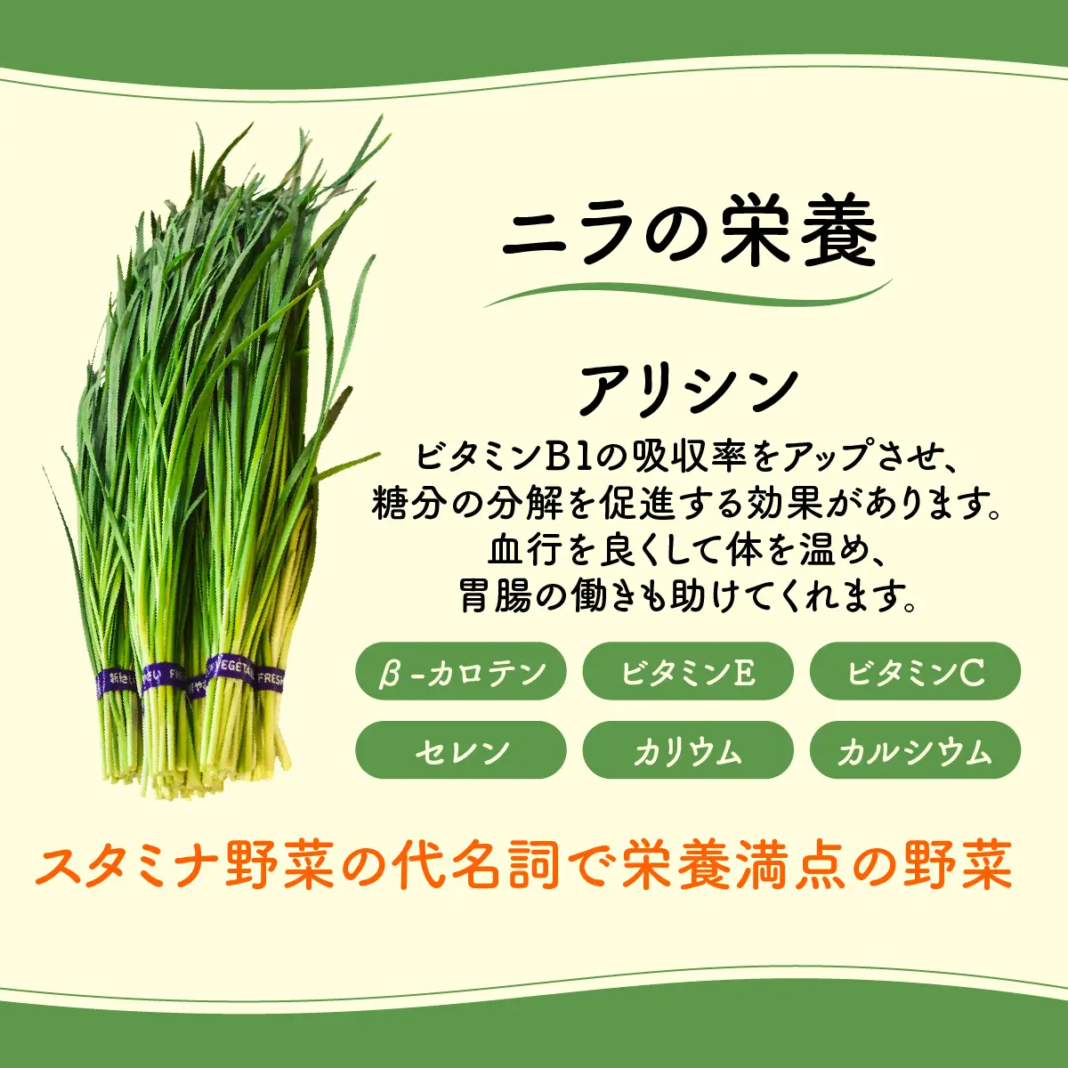 肉厚・シャキシャキ! 朝採れ鮮度抜群! 布施さん家のニラ 2kg(100g×10束×2セット)  ふるさと納税 にら ニラ 朝採れ 新鮮 肉厚 シャキシャキ 農家直送 真空包装 鮮度抜群 千葉県 山武市 SMBY002