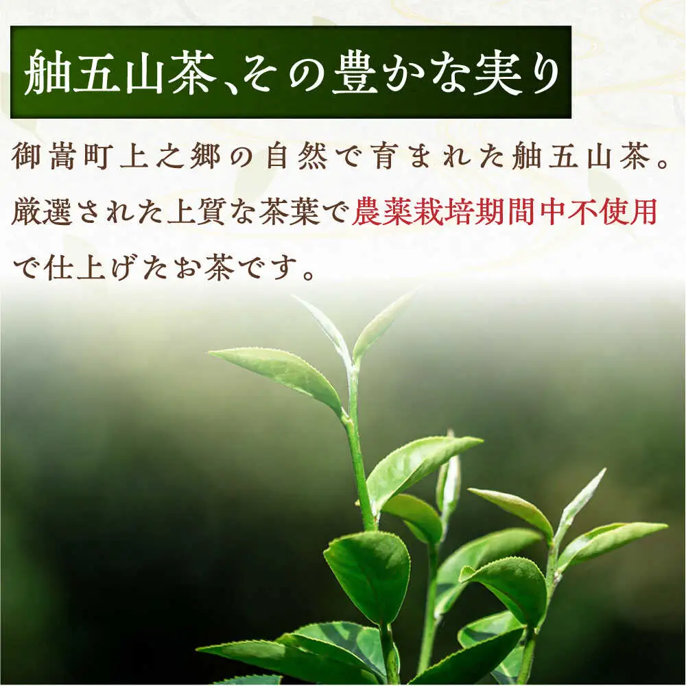 舳五山茶　「一番茶」500g / 緑茶 茶葉 茶ば お茶 茶摘み / 御嵩町 / 舳五山茶園委員会[AVAD007]