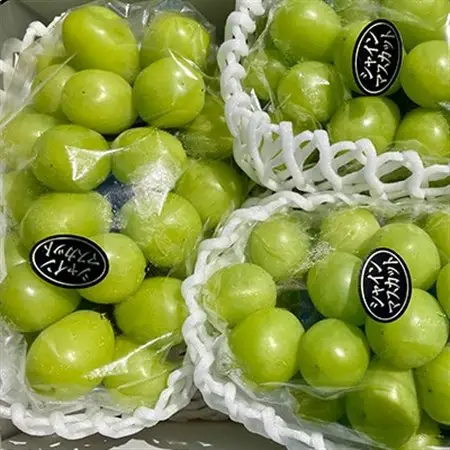 【2026年9月下旬発送】大粒シャインマスカット 約2kg(2～4房)【配送不可地域：離島・北海道・沖縄県】【1425198】