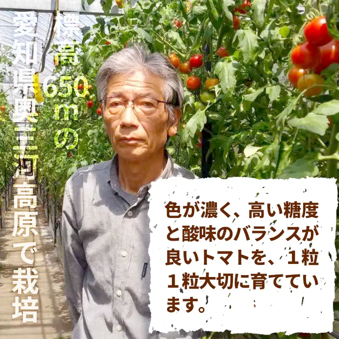 《11月から順次発送》化学農薬不使用 中玉トマト シンディースイート あゆち姫 1.5Ｋｇトマト ミニトマト とまと 野菜 中玉 夏野菜 高糖度 -013