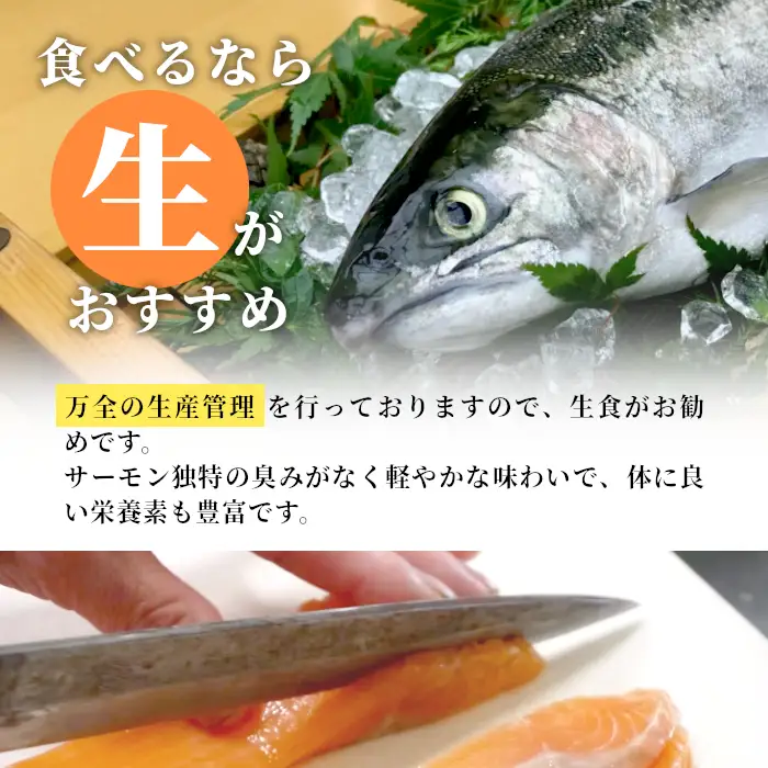 国産 生食可 絹姫サーモン冷凍フィーレ カルパッチョ 刺身 魚 魚介類 スペシャルトラウト トラウトサーモン -033