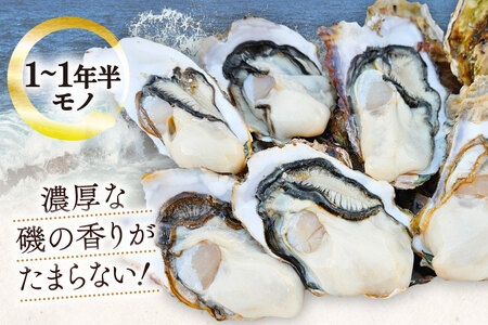 【期間限定発送】 牡蠣 小粒 1～1年半モノ 生食 殻付き牡蠣 約3kg 